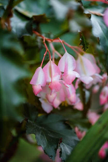 Fiore rosa e bianco nella lente tilt shift