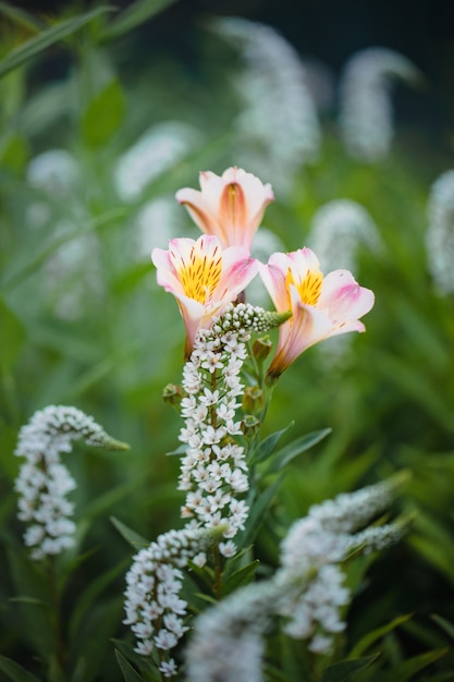 Fiore rosa e bianco nella lente tilt shift