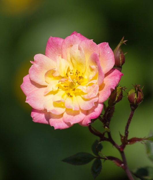 Fiore rosa giallo in un giardino