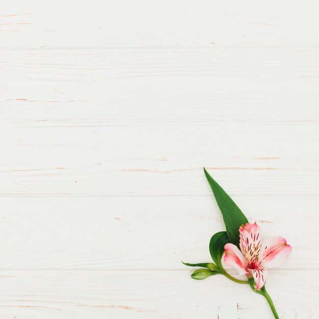 Fiore rosa sul tavolo di legno