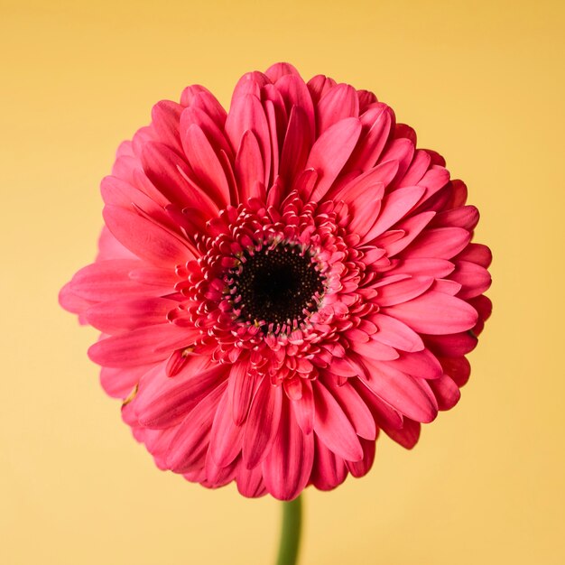 Fiore rosso del primo piano su giallo