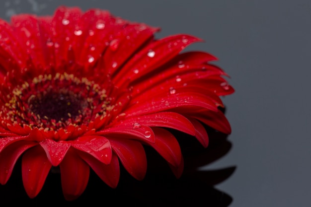 Fiore rosso della gerbera del primo piano con le gocce di pioggia