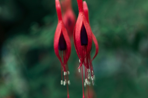 Fiore rosso della primavera che fiorisce nel parco