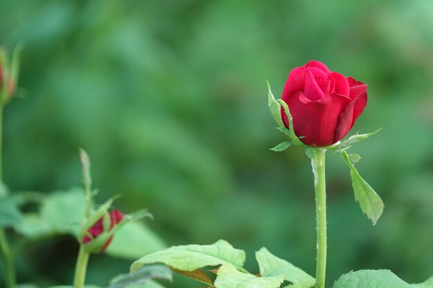 Fiore rosso su bozzolo con sfondo fuori fuoco