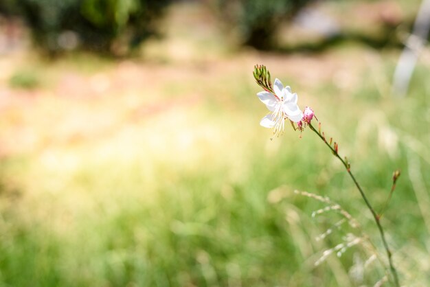 Fiore selvatico fresco su sfondo nativo sfocato.