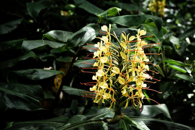 Fiore tropicale giallo con sfondo sfocato