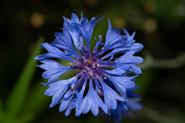 Fiore viola con lo sfondo sfocato