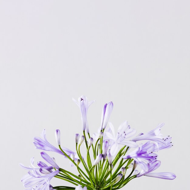 Fiore viola con spazio di copia