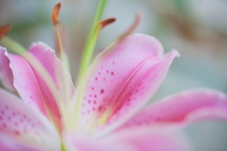 Foto gratuito fiore