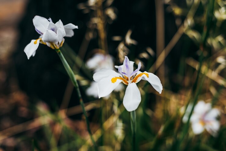 Foto gratuito fiori africani iris piuttosto selvatici nella natura