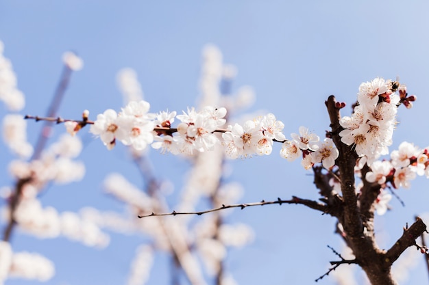 Fiori all&#39;aperto