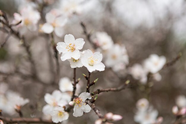 Fiori bianchi con sfondo sfocato