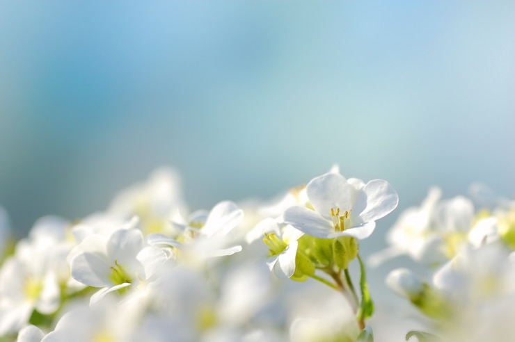 Foto gratuito fiori bianchi con uno sfondo blu