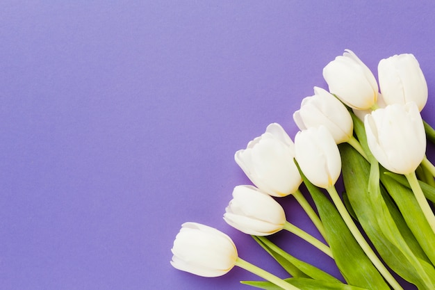 Fiori bianchi del tulipano con il fondo dello spazio della copia