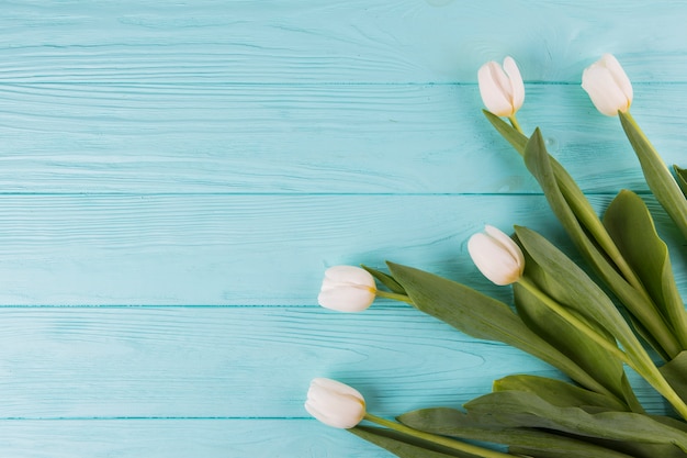 Fiori bianchi del tulipano sulla tavola di legno