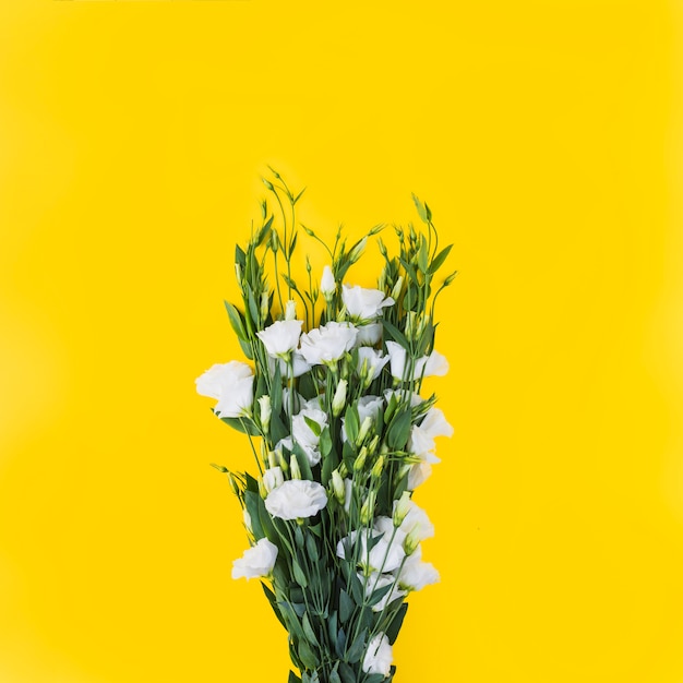 Fiori bianchi di eustoma contro fondo giallo