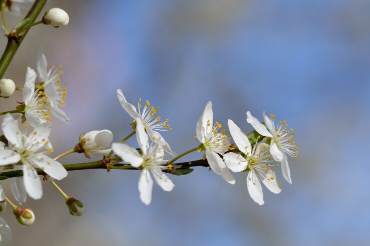 &quot;Fiori bianchi in fiore sul ramo&quot;