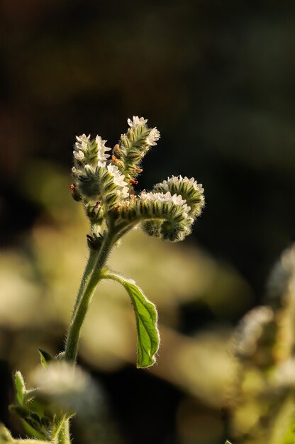 Fiori bianchi su sfondo sfocato