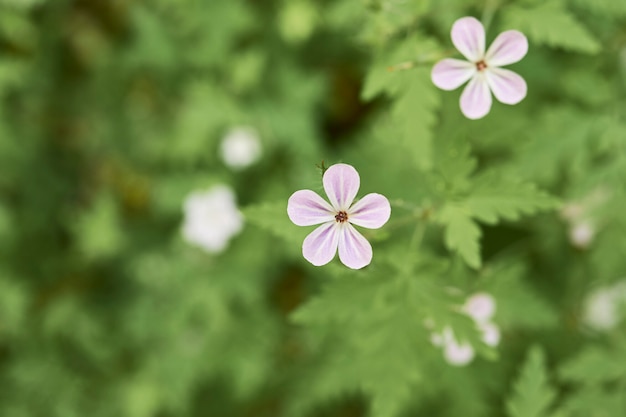 Fiori bianchi uno sopra l'altro dietro uno sfondo verde