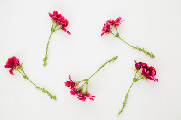 Fiori che sbocciano su bianco