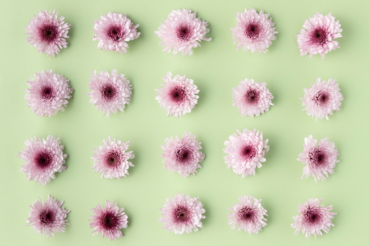 Foto gratuito fiori che sbocciano vista dall'alto
