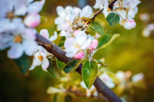 Fiori colorati dell'albero selvatico. da qualche parte nel parco