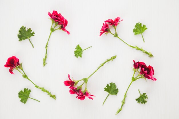 Fiori composti e verde su bianco