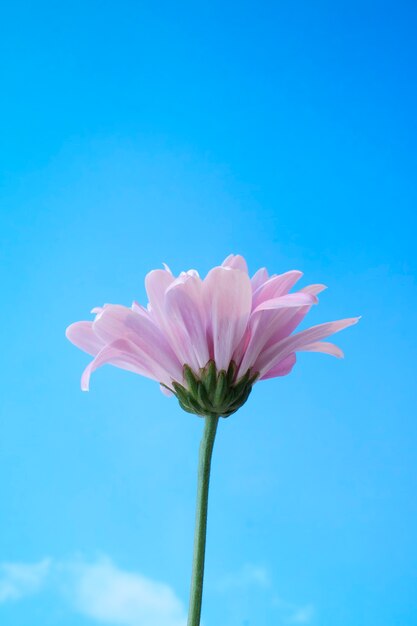 fiori contro il cielo