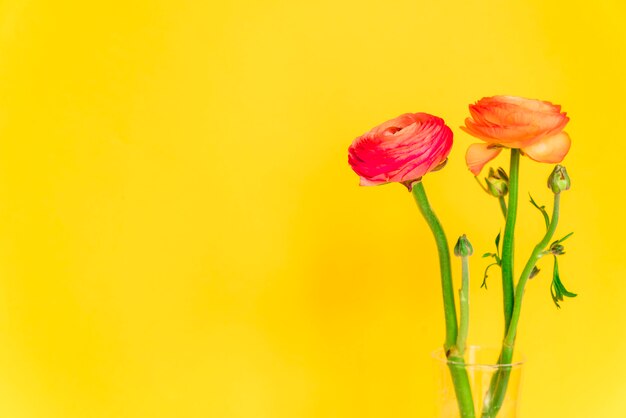 Fiori d&#39;arancio freschi su steli in vaso di vetro