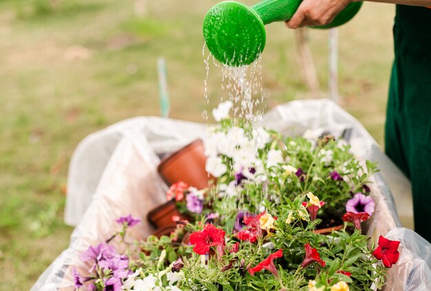 Fiori d'innaffiatura della persona del primo piano