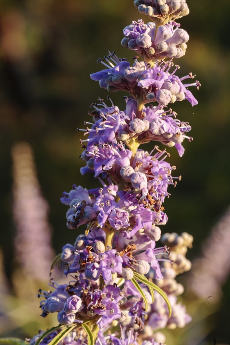Foto gratuito fiori del casto vitex agnus-castus,