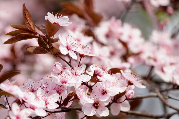 Fiori di ciliegio in fiore che sbocciano su un albero