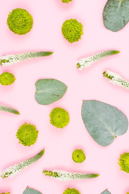 Fiori di crisantemo verde; foglie e veronica su sfondo rosa