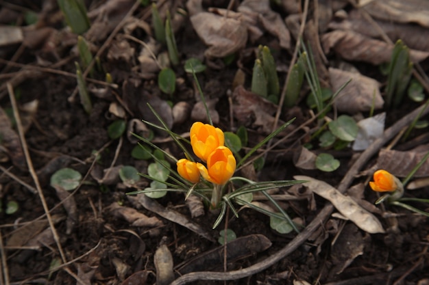 Fiori di croco bella primavera gialla in un giardino