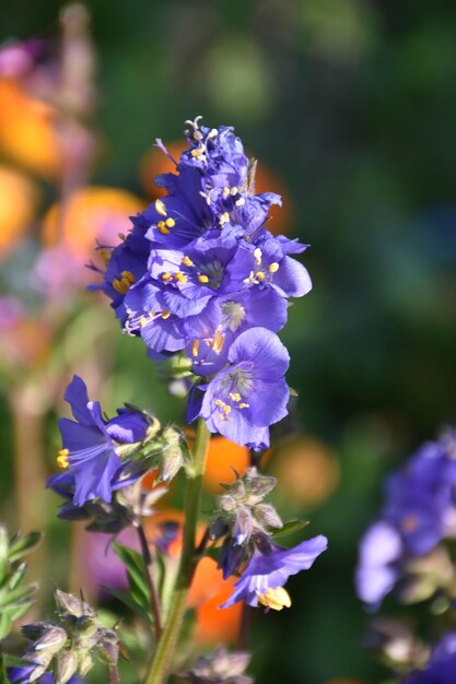 Fiori di Delphinium piuttosto viola che sbocciano in un giardino