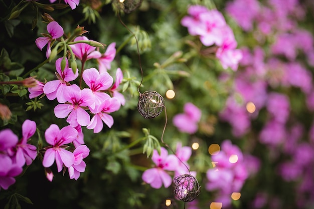 fiori di geranio all'aperto