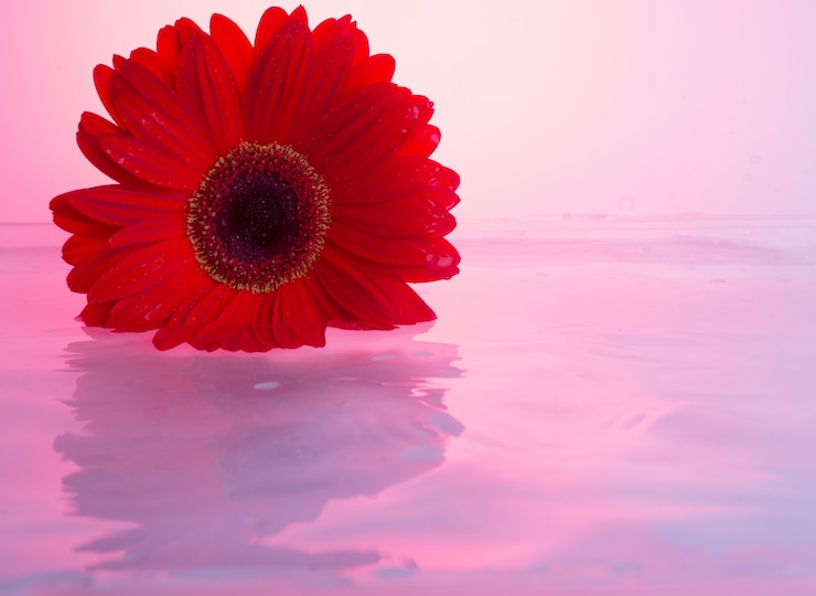 Foto gratuito fiori di gerbera