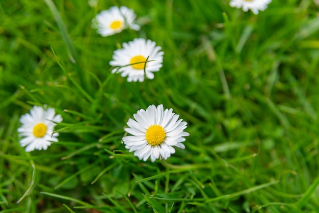 Fiori di margherite dei Paesi Bassi Olanda