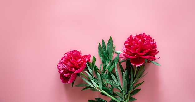 Fiori di peonia su sfondo rosa piatto