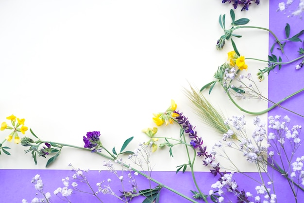 Fiori di primavera su sfondo bianco e viola