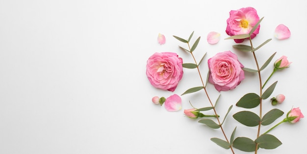 Fiori di rose vista dall'alto con spazio di copia