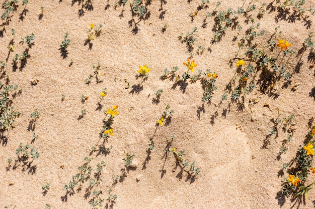 Fiori di spiaggia nella sabbia