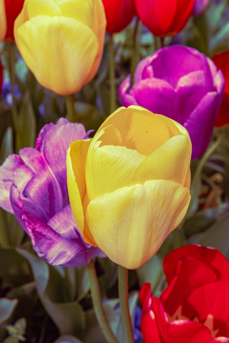 Foto gratuito fiori di tulipani colorati dei paesi bassi