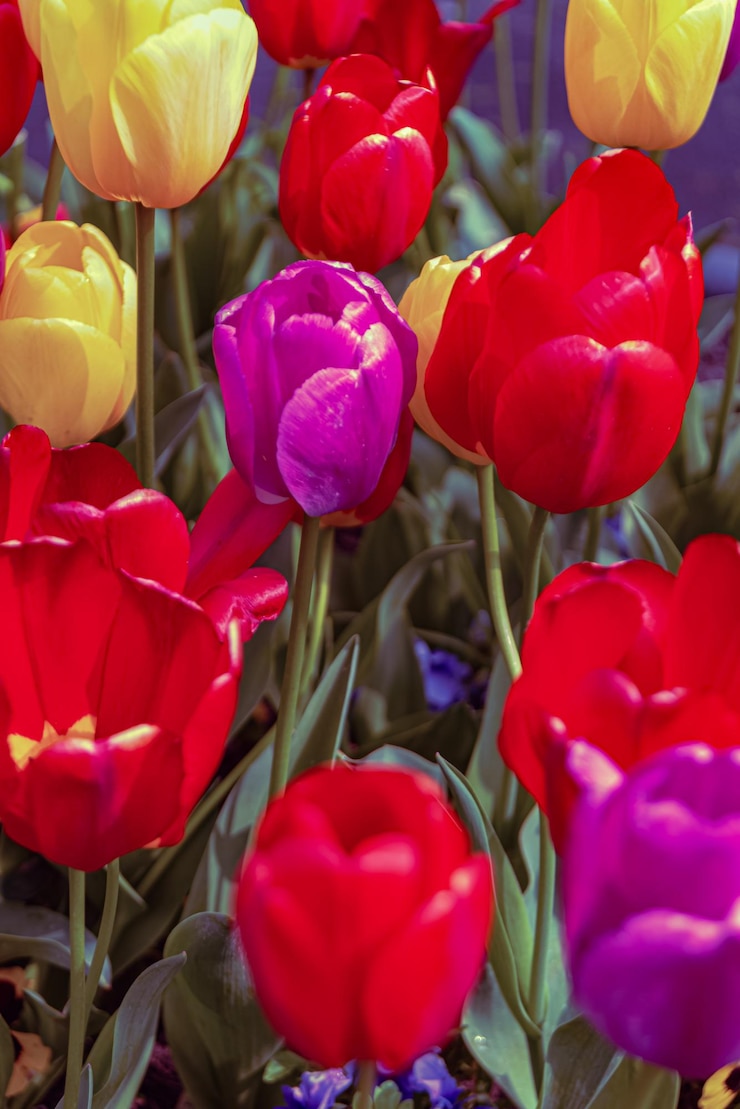 Foto gratuito fiori di tulipani colorati dei paesi bassi