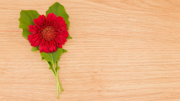 Fiori di vista superiore con lo spazio della copia