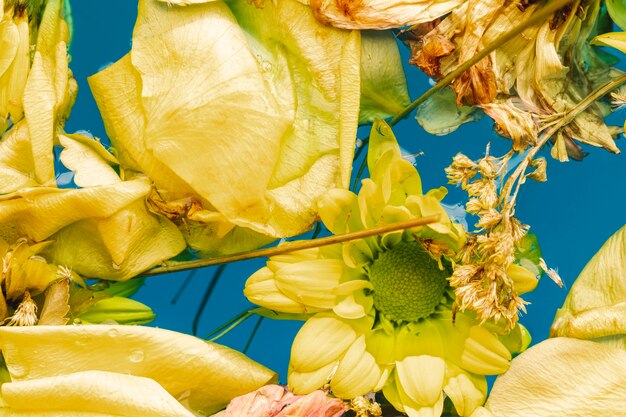 Fiori e petali gialli piani di disposizione in primo piano dell'acqua