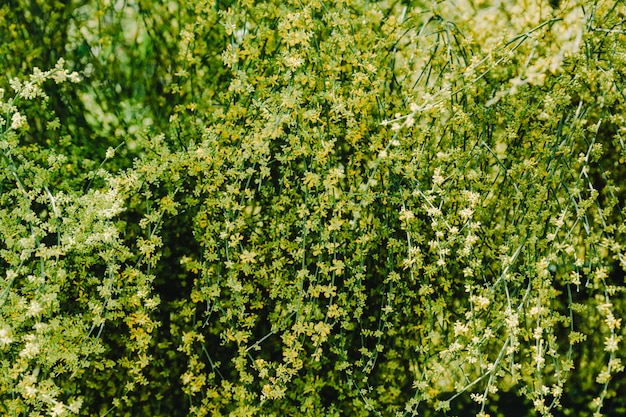 Fiori gialli che crescono sul rampicante