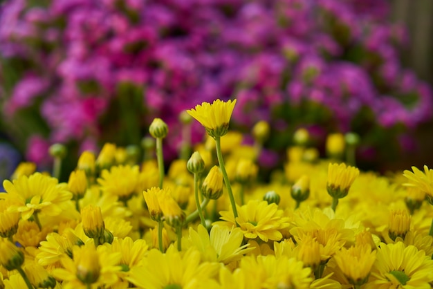 Fiori gialli con sfondo sfocato