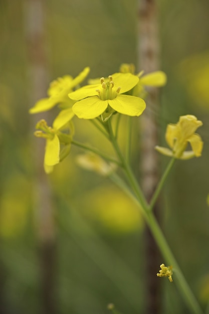 Fiori gialli con sfondo sfocato