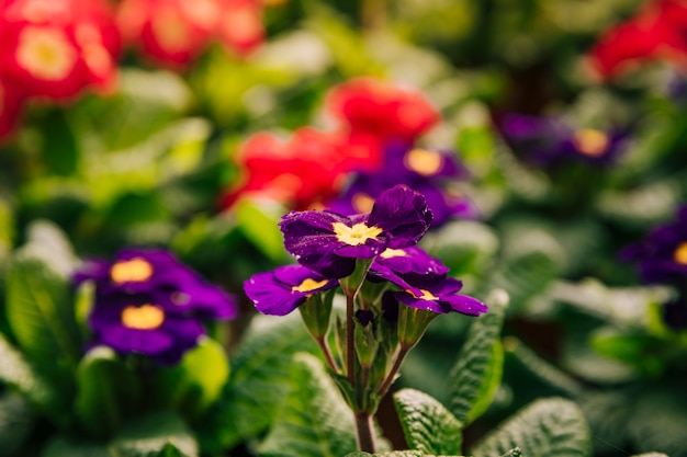 Fiori gialli e viola nella stagione primaverile